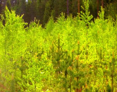 Kurs i R&ouml;jning (9 h)