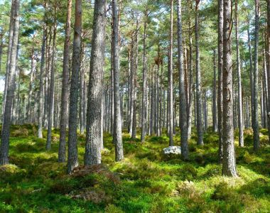 Skogsägarens ABC