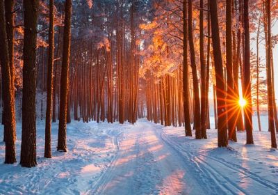 Kvinnliga nätverket Skogsgläntan- Så ser jag på min skog