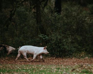 Ekohusdjurskurs - Dag 2:  Utfodring av ekodjur, ekojordbrukare ber&auml;ttar om sina erfarenheter, ekohusdjursg&aring;rdens dokumentering