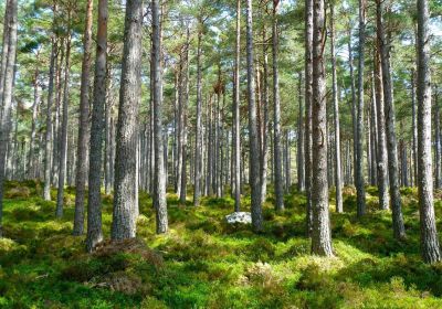 Statliga stöd, väglags administration och överlåtelse av skog
