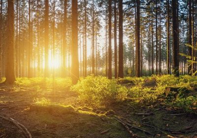 Resa till Skogsnolia 8.5 – 9.5.2026 - FULLSATT!