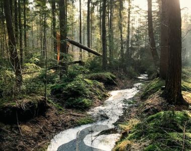 Naturvård i ekonomiskogar – förberedande kurs inför naturvårdsexamen