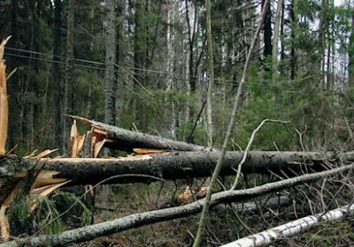Avverkning i stormfälld skog - Pedersöre