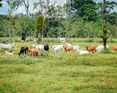 Ekohusdjurskurs - Dag 1:  Ekof&ouml;rbindelse och kontroll, f&ouml;ruts&auml;ttningar f&ouml;r ekohusdjursproduktion, ekonomi och marknad