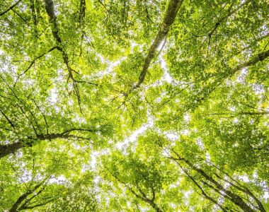 Kvinnliga n&auml;tverket Skogsgl&auml;ntan &ndash; Lokala tr&auml;ffar i Solf och Hirvlax