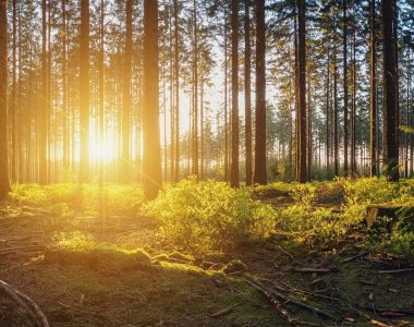 Resa till Skogsnolia 8.5 &ndash; 9.5.2026 - FULLSATT!