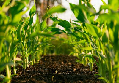 Grundkurs i ekologisk odling. Dag 2. Markskötsel, näringsförsörjning, gödsling och vallodling